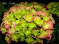 /album/ciko/dsc08173-copy-jpg/